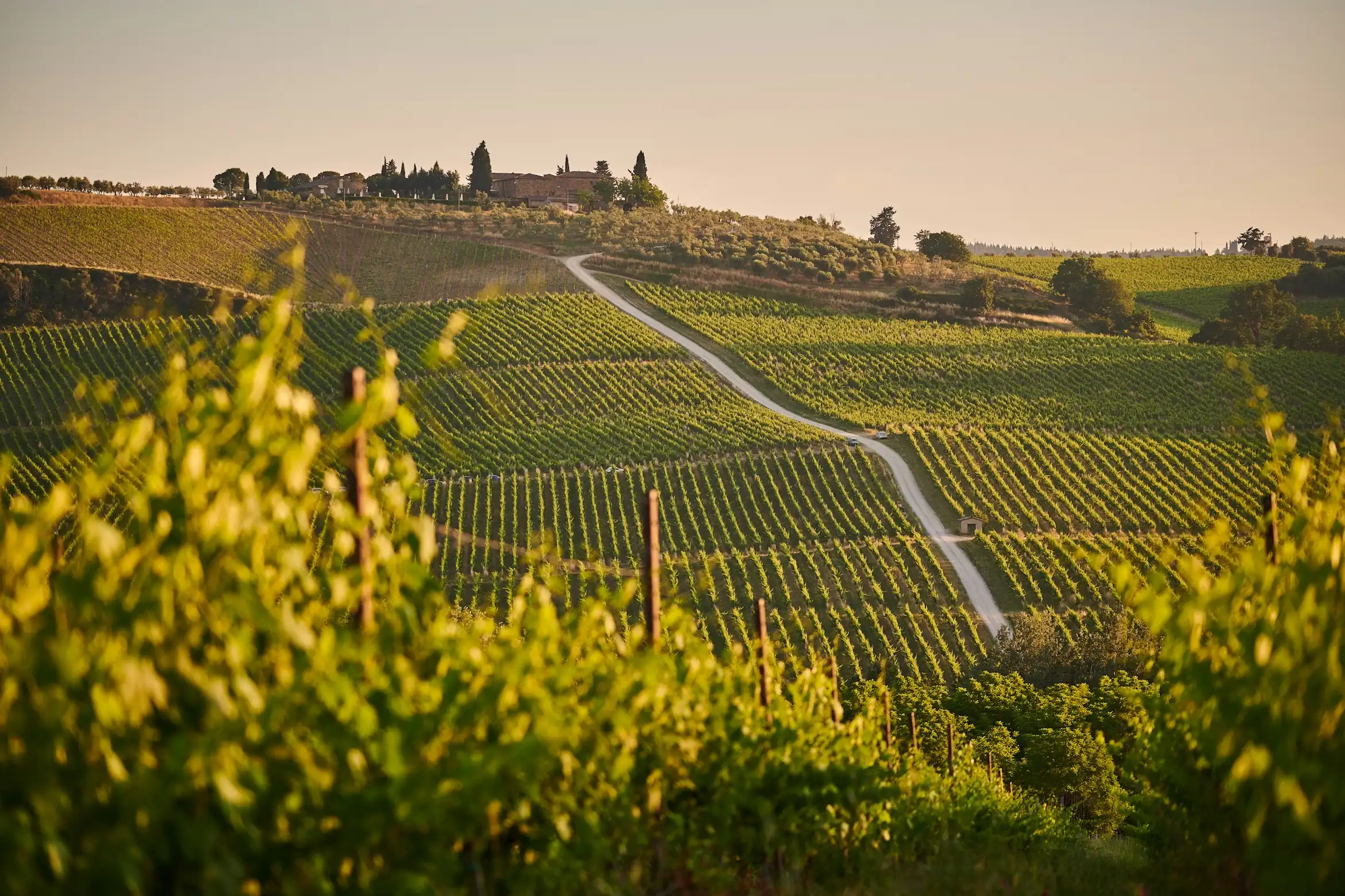 Vineyard landscape with estate on the hilltop